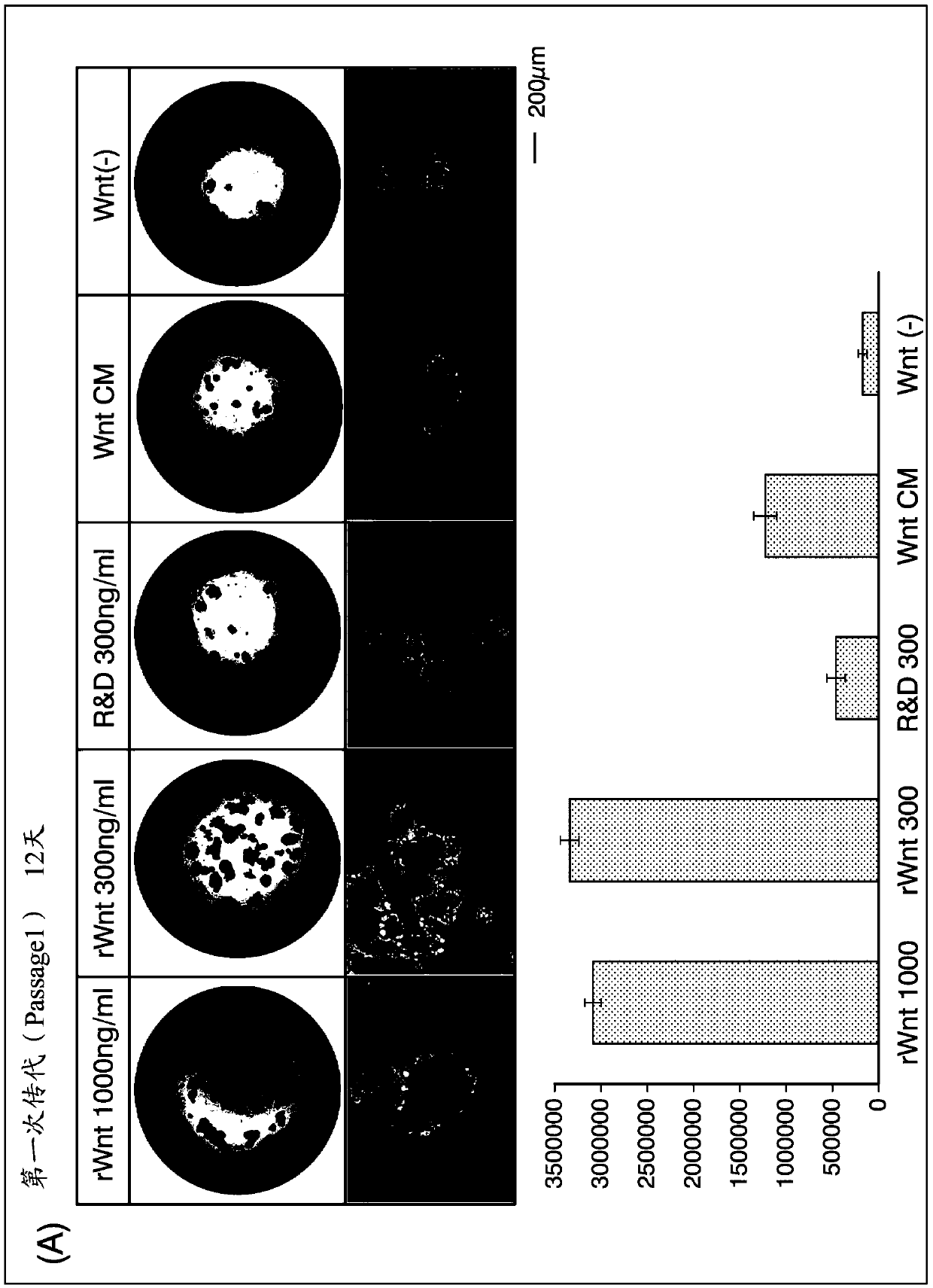 Cell culture medium, culture method, and organoid