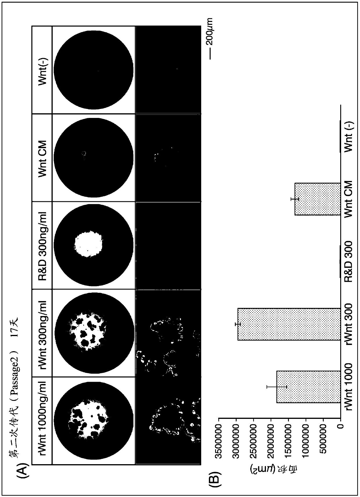 Cell culture medium, culture method, and organoid