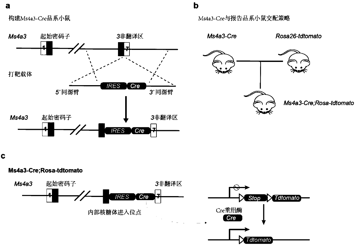 Granulocyte or monocyte marking system, and marking method and application thereof