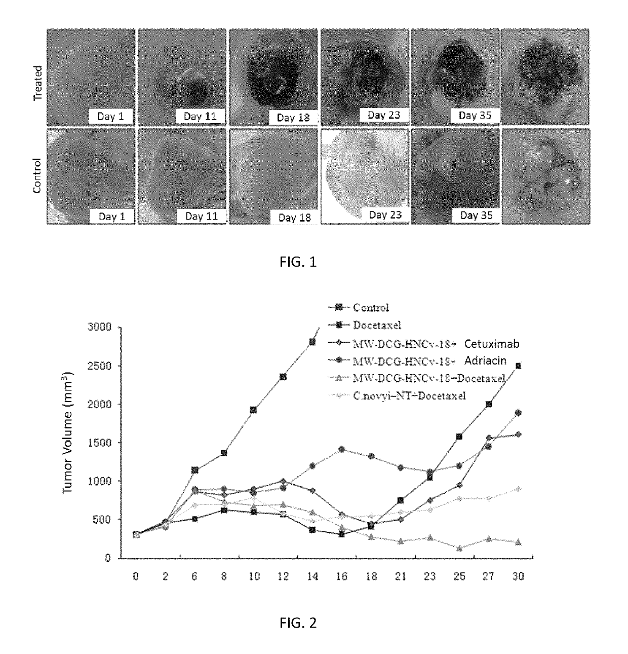 Application of derivative of clostridium ghonii