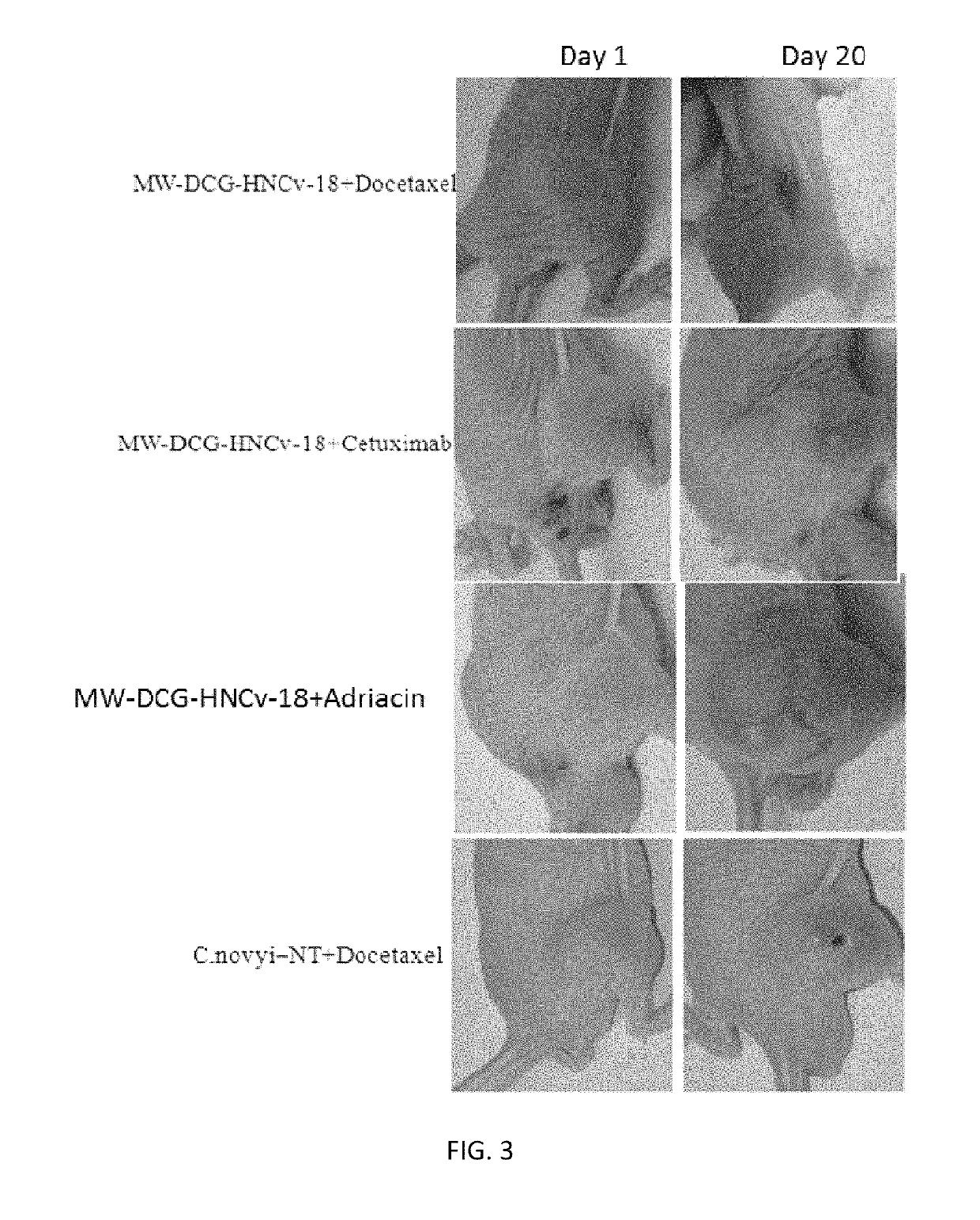 Application of derivative of clostridium ghonii