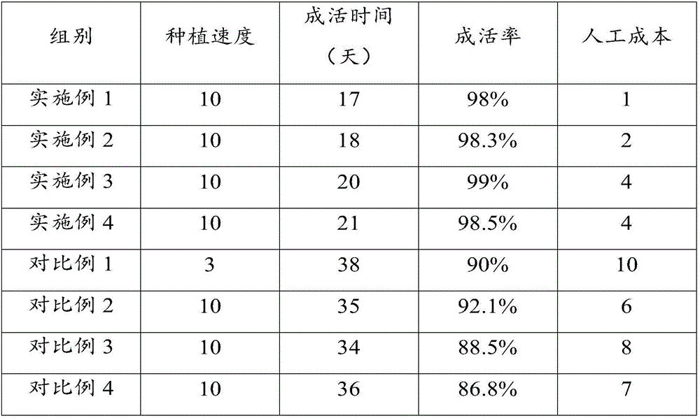 Temporary planting method of taro tissue culture seedlings