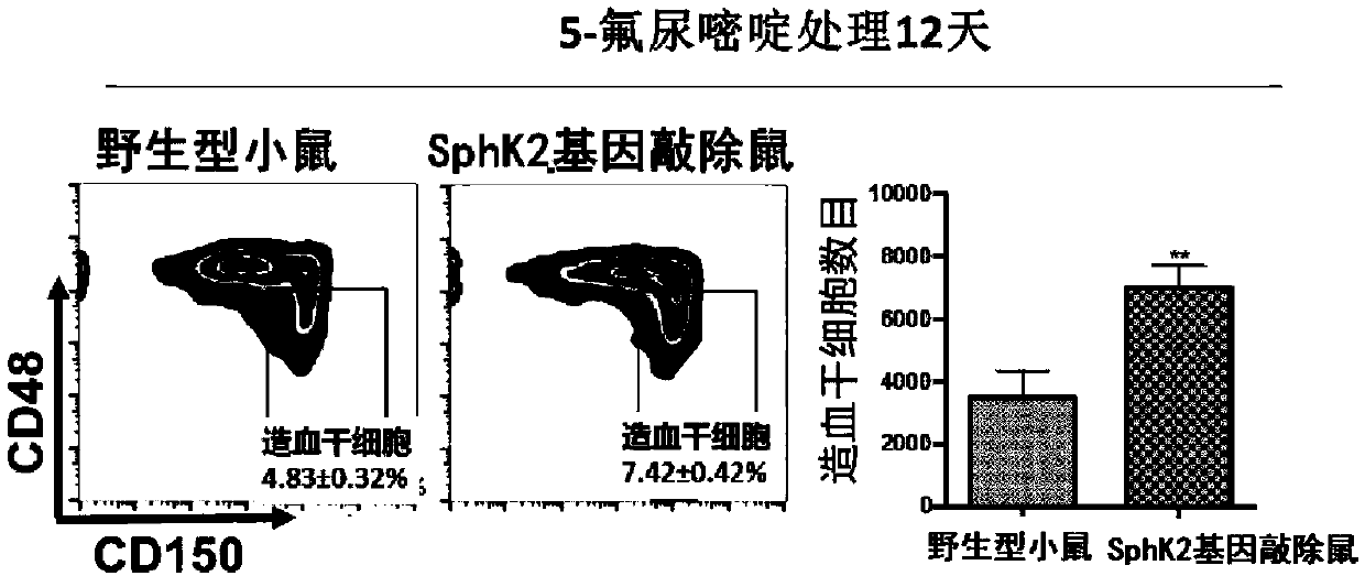 Drug for treating bone marrow hematopoietic dysfunction