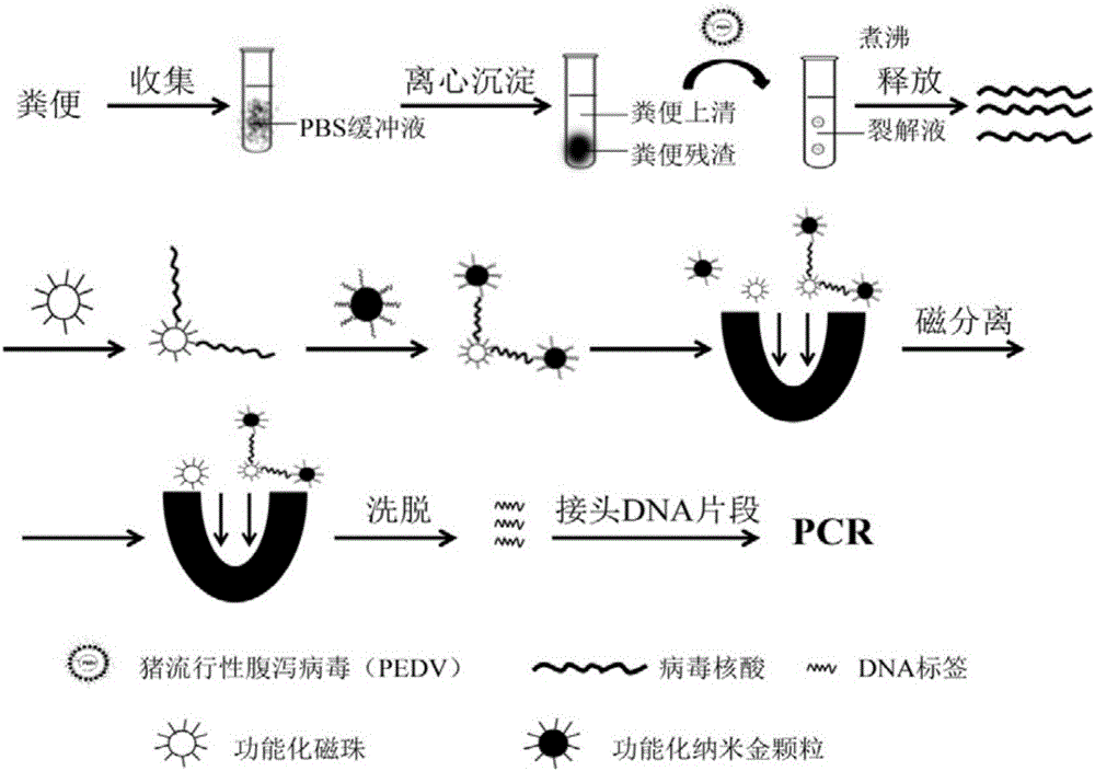 Method for rapidly detecting early-stage PEDV infection based on nanogold label amplification technology