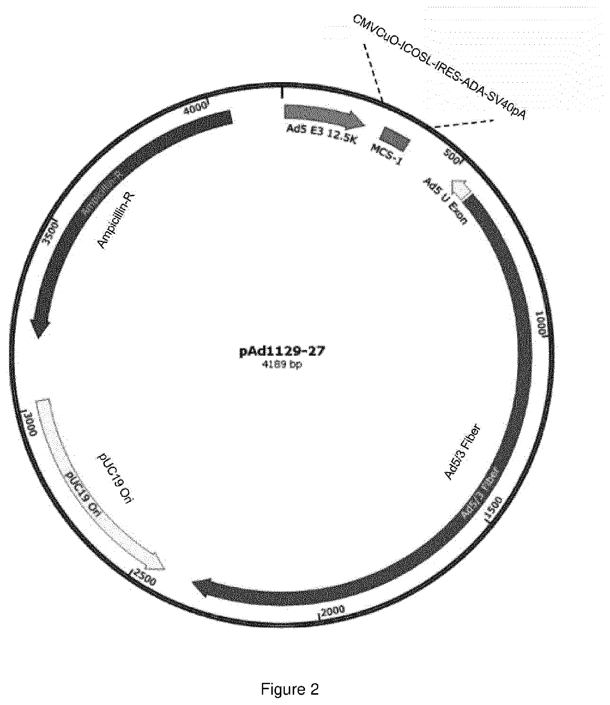 Oncolytic adenoviral vector expressing a member of the b7 family of costimulatory ligands and ada