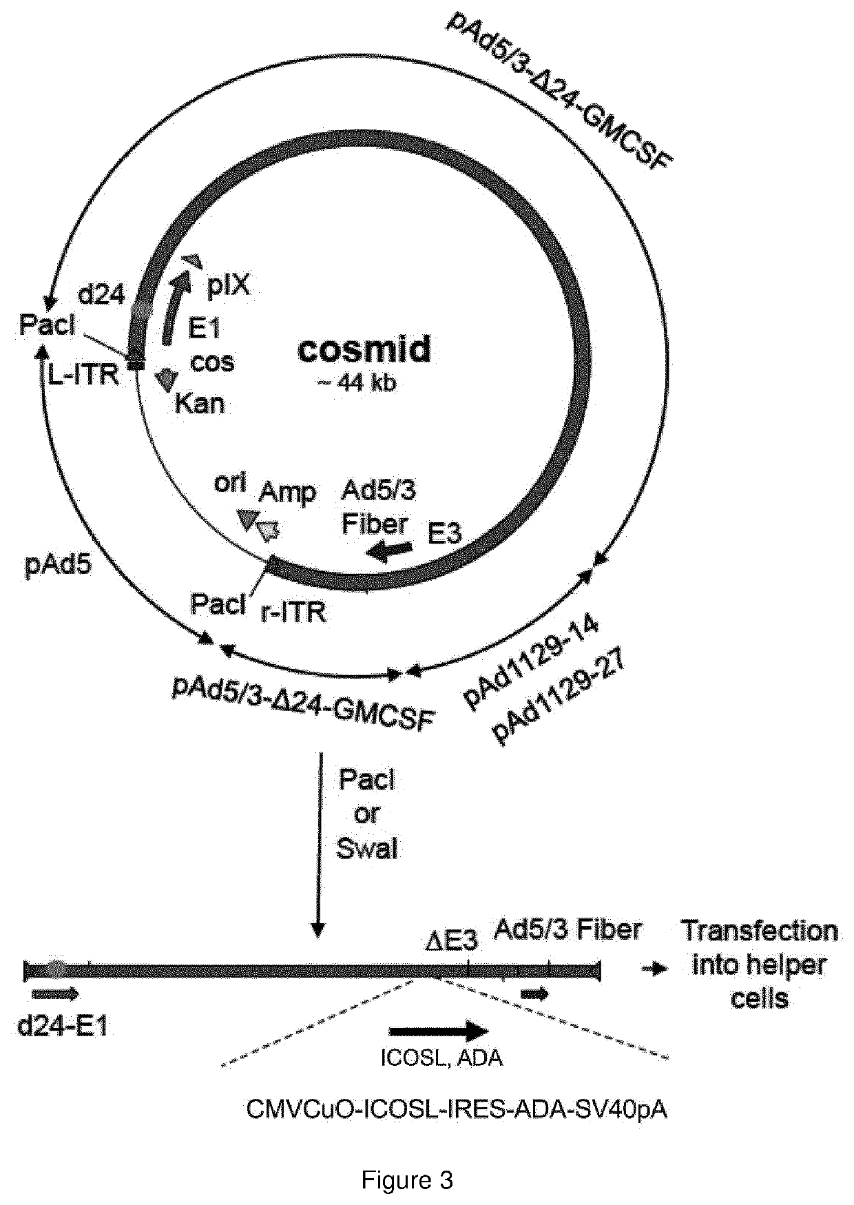 Oncolytic adenoviral vector expressing a member of the b7 family of costimulatory ligands and ada