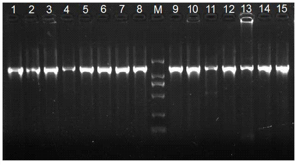 Goby mitochondrion ND1 gene complete sequence amplimer, design and amplification method