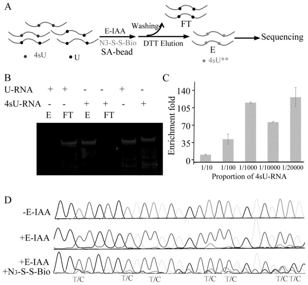 Difunctional marking method of 4-sulfydryl uracil and application of difunctional marking method in sequence enrichment and single base resolution sequencing