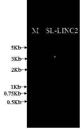 Application of SL-LINC2 gene endowing plant with yellow leaf curl virus disease resistance