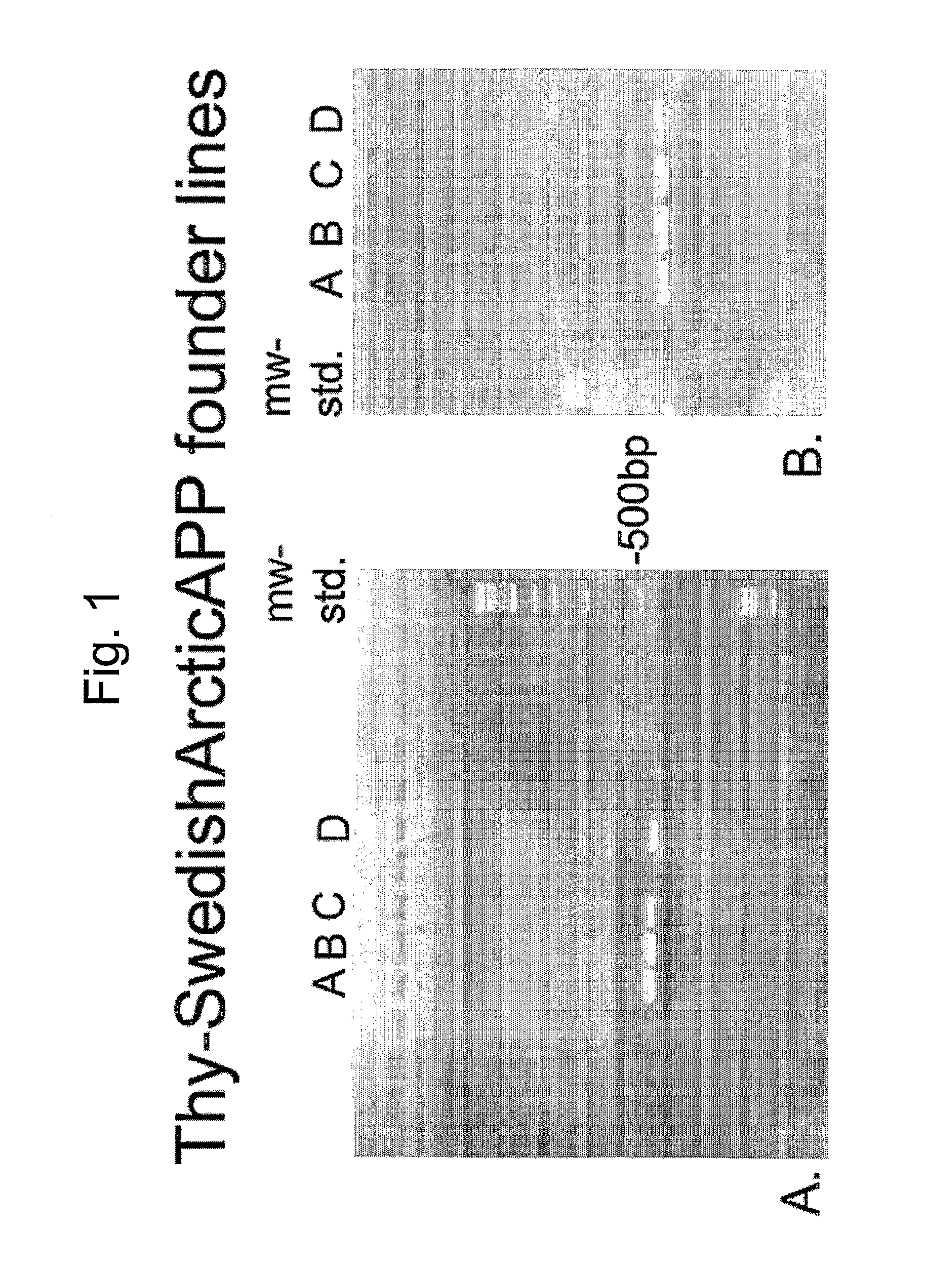 Transgenic mouse expressing arctic mutation E693G