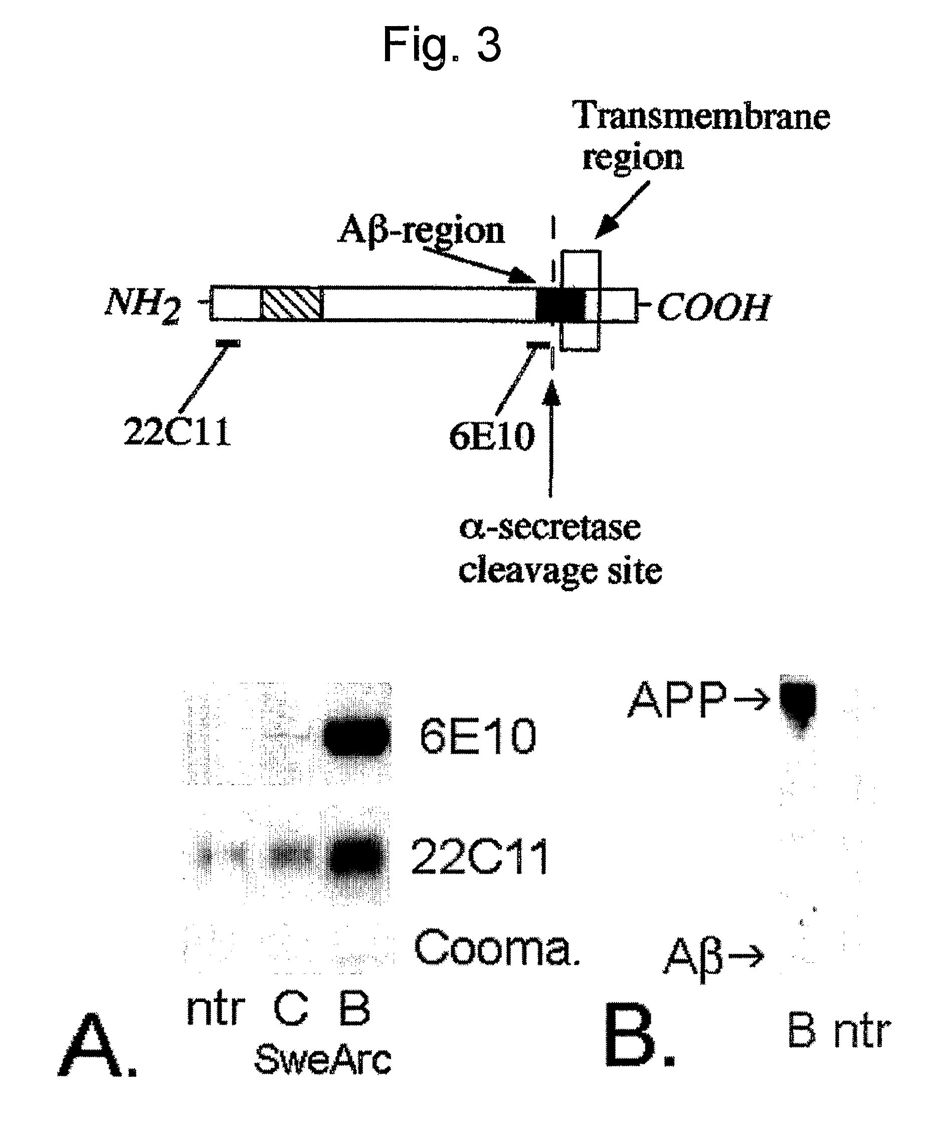 Transgenic mouse expressing arctic mutation E693G