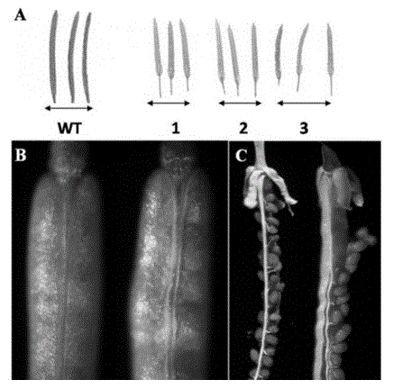 Soybean GmMADS2 Gene and Its Application