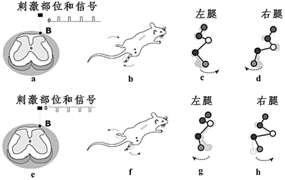 Single-ended electrode electronic system for reconstructing gait movement function