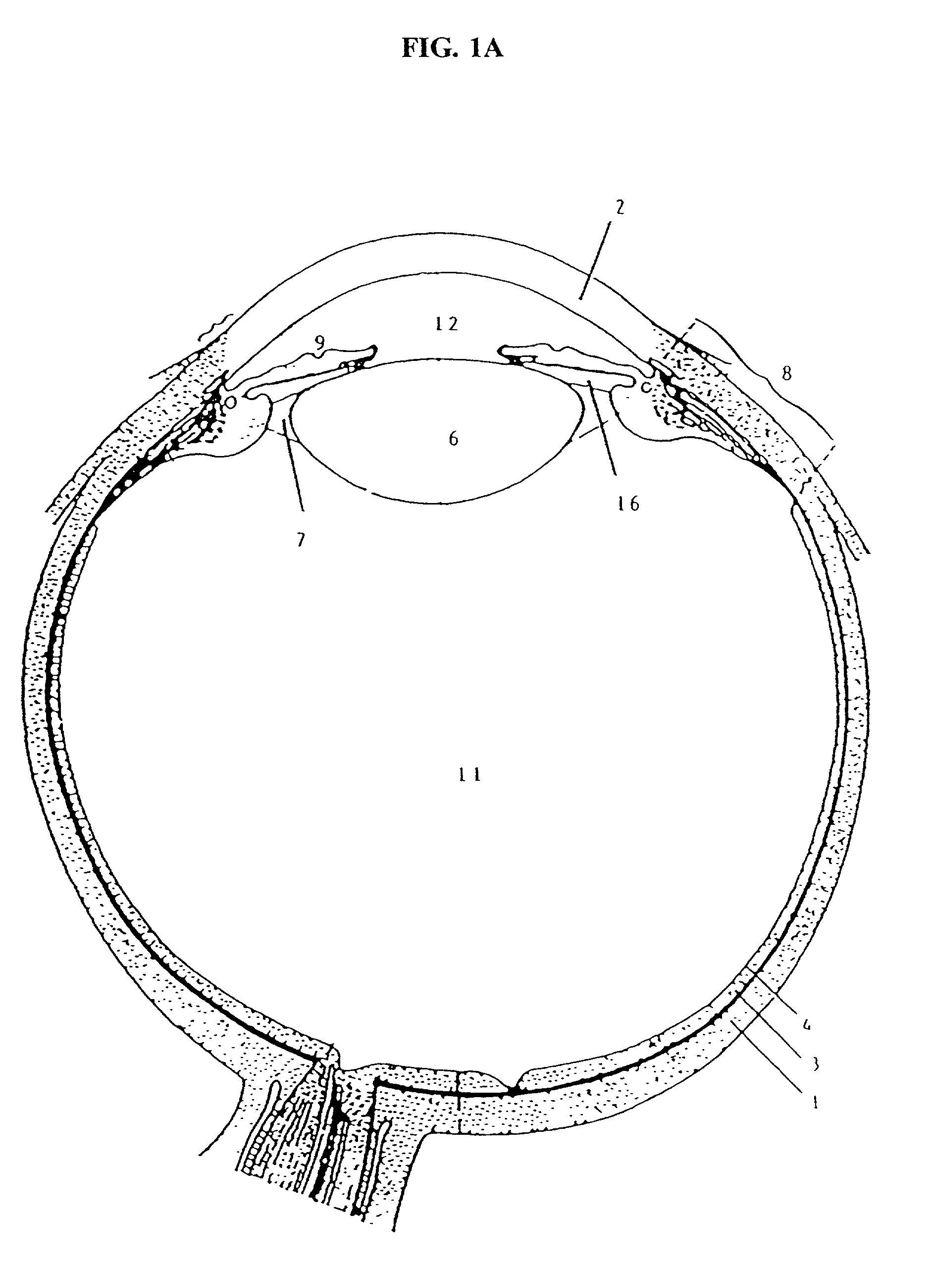 Cytoskeletal active agents for glaucoma therapy