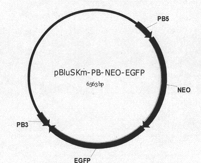 Method for constructing carrier for producing goat with in vivo synthesis of cysteine transgenes through mediation of piggyBac transposon and application thereof