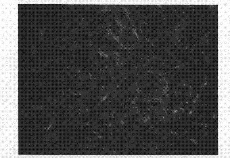 Method for constructing carrier for producing goat with in vivo synthesis of cysteine transgenes through mediation of piggyBac transposon and application thereof