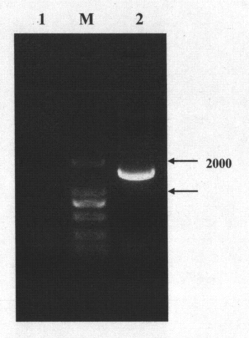 Method for constructing carrier for producing goat with in vivo synthesis of cysteine transgenes through mediation of piggyBac transposon and application thereof