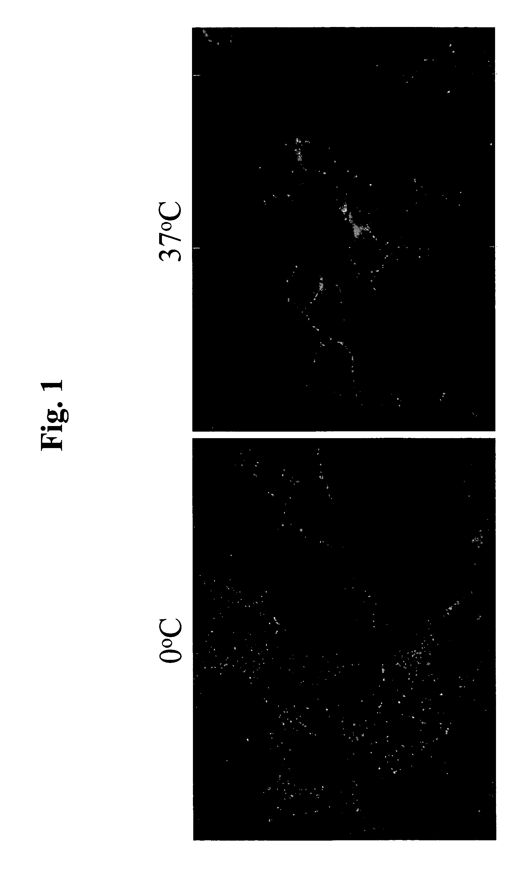 EphA4 Antibodies