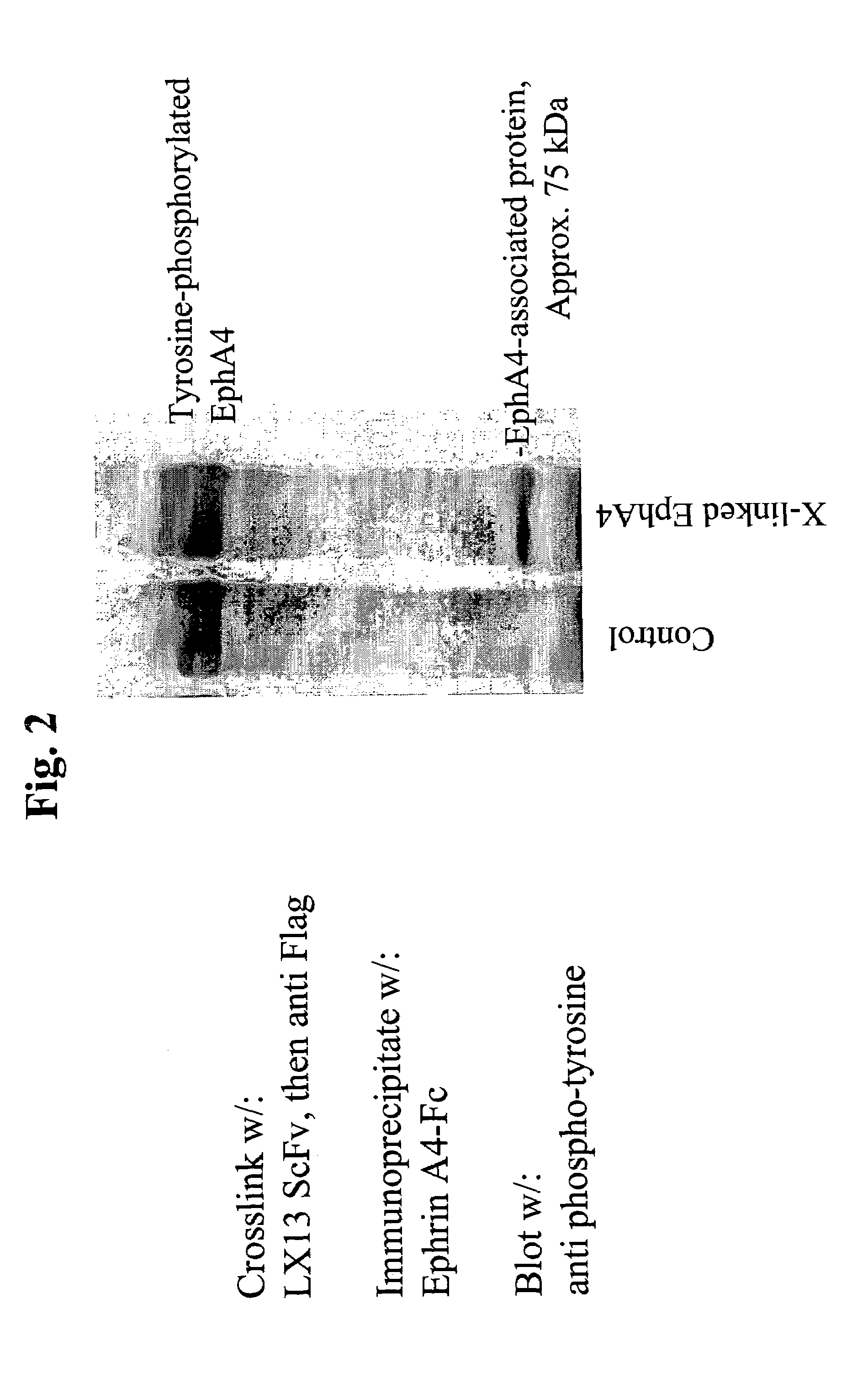 EphA4 Antibodies