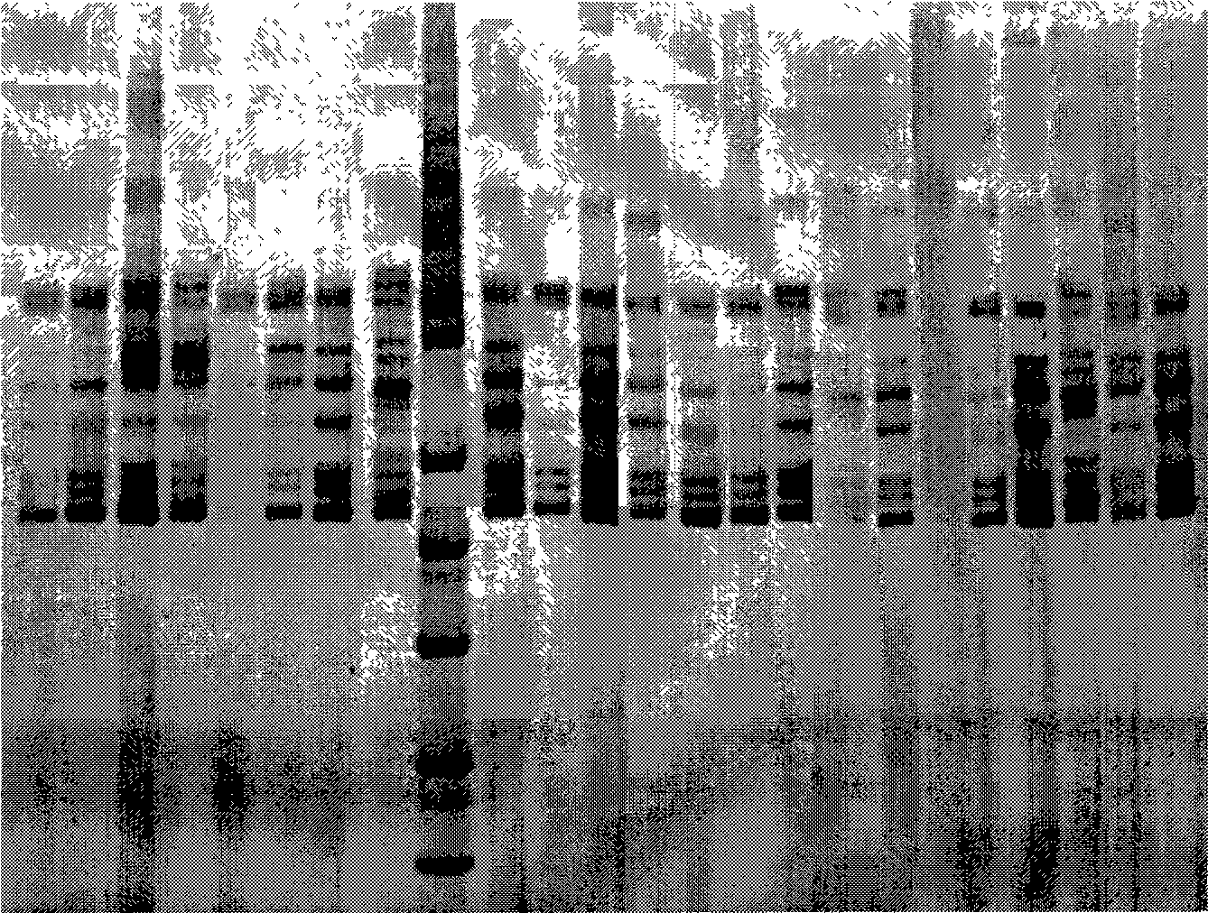 DNA silver staining method