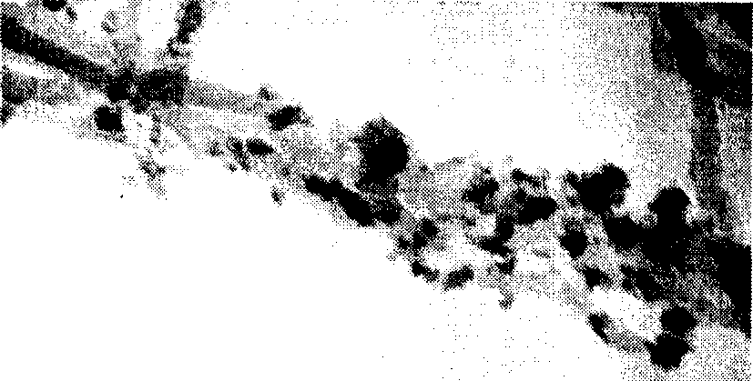 Method for preparing magnetic granule-attapulgite nano composite material