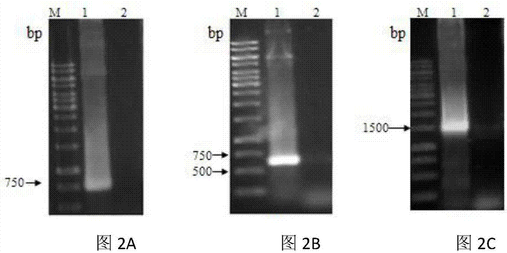 Cellular expression system for stably expressing anti-TNF-alpha monoclonal antibody