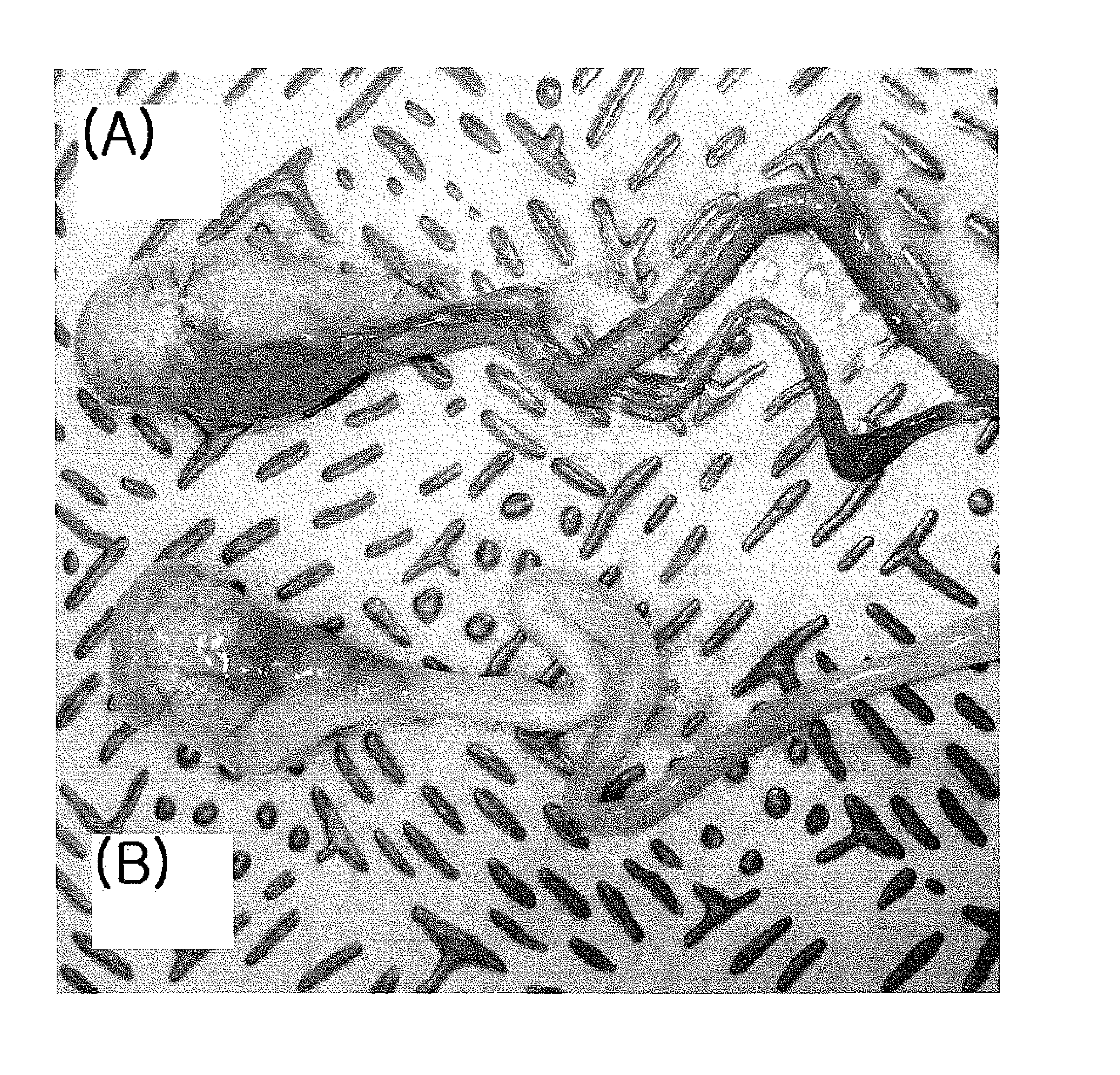 Method of collecting semen from lab animals and artificial insemination method thereof