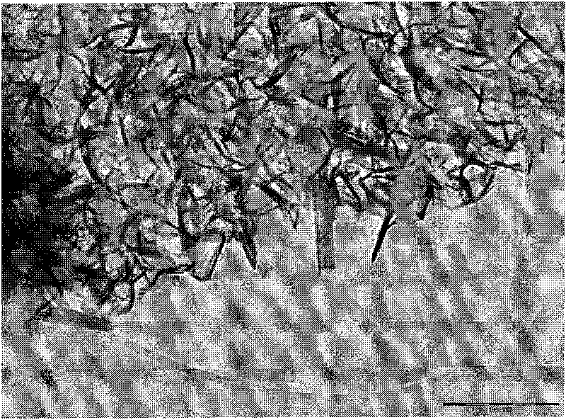 Method for preparing nano manganese dioxide of different crystal forms and appearances by adopting microwave hydrothermal method