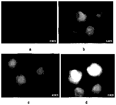 Embolic microspheres containing ion exchange functional groups