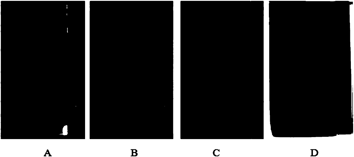 Black bean identification method based on thin-layer chromatography