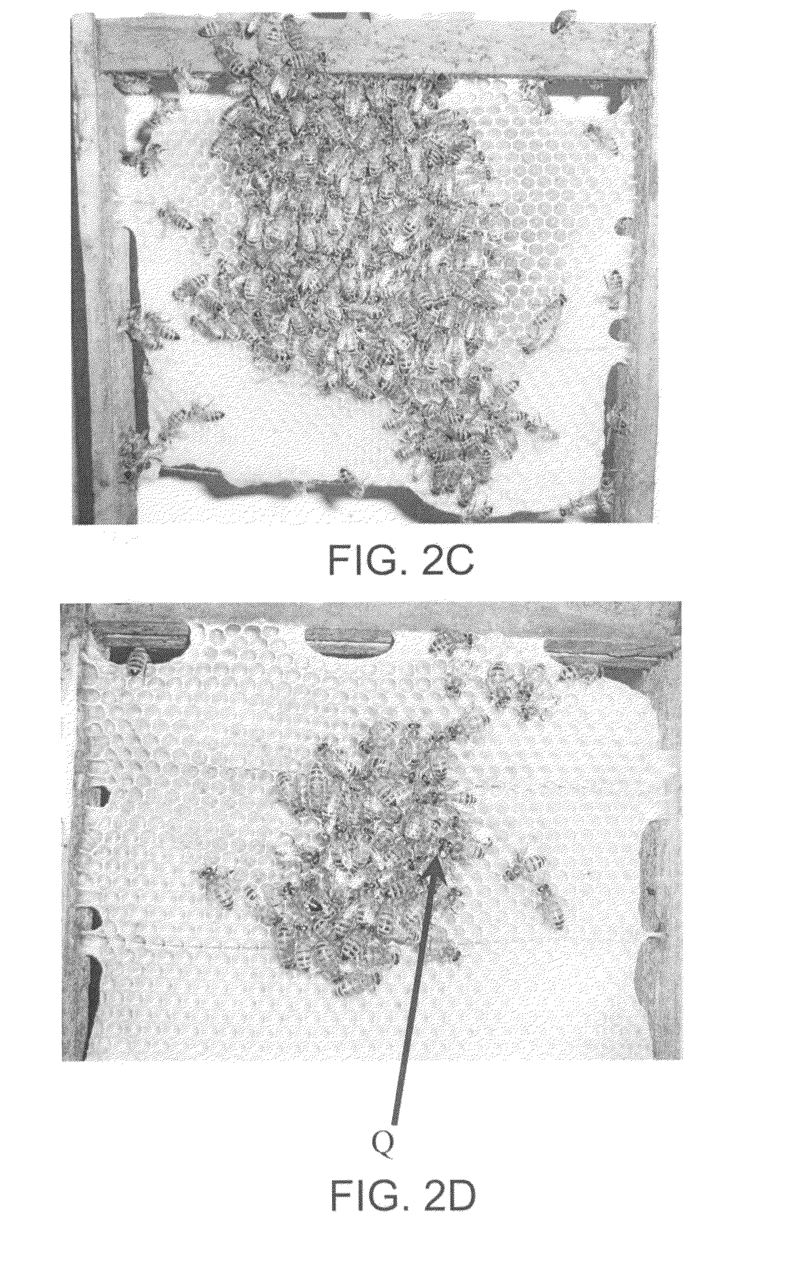 Compositions for conferring tolerance to viral disease in social insects, and the use thereof