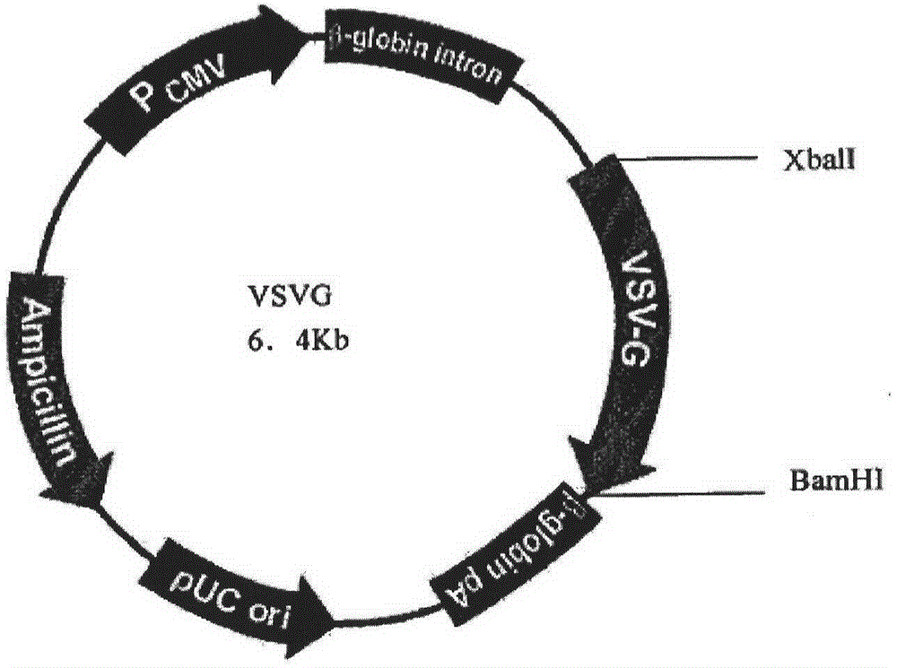 Preparation method and application of multiple target complex antigen-loaded CD8&lt;+&gt; cytotoxic T lymphocyte