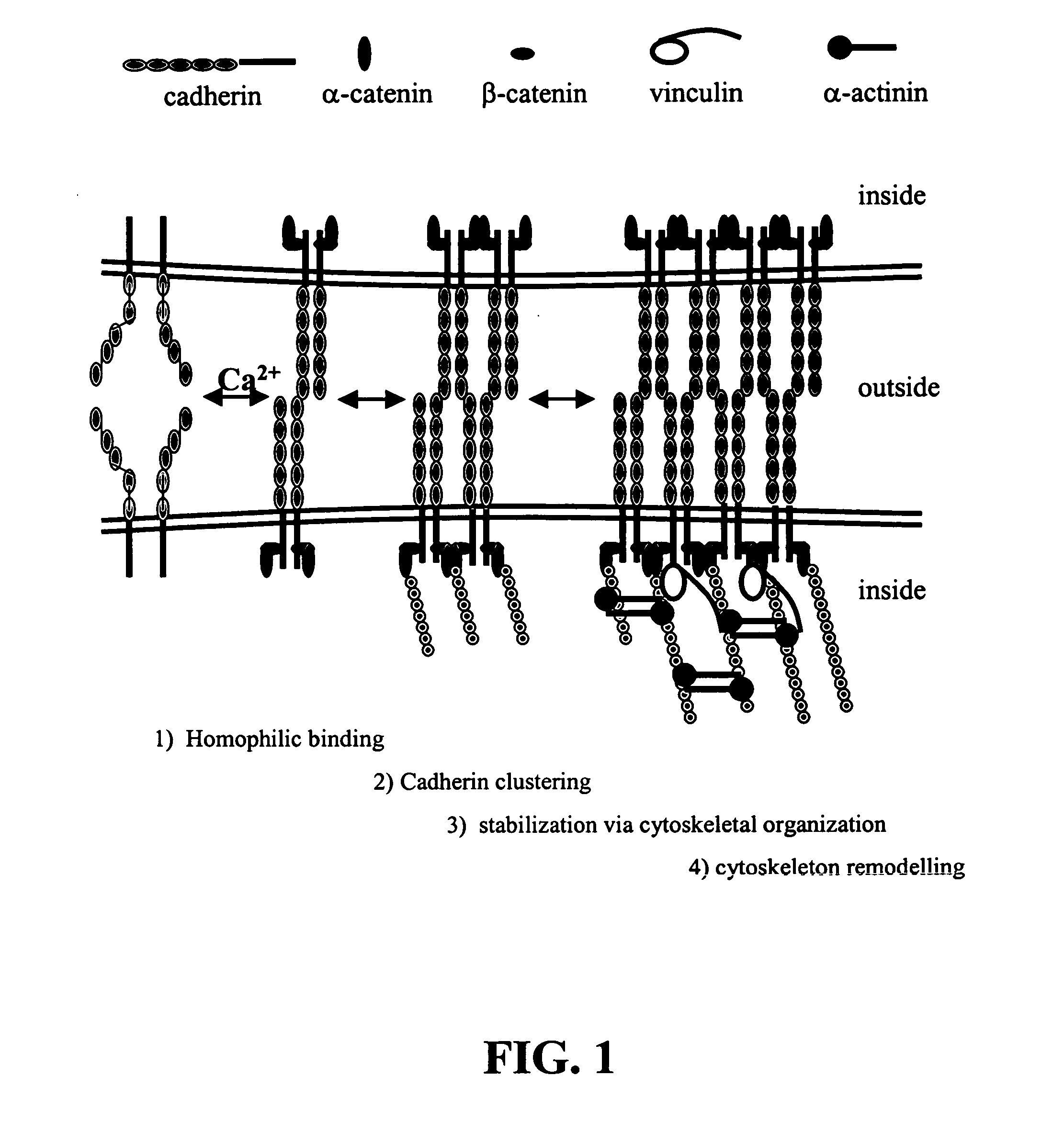 Selective R-cadherin antagonist and methods