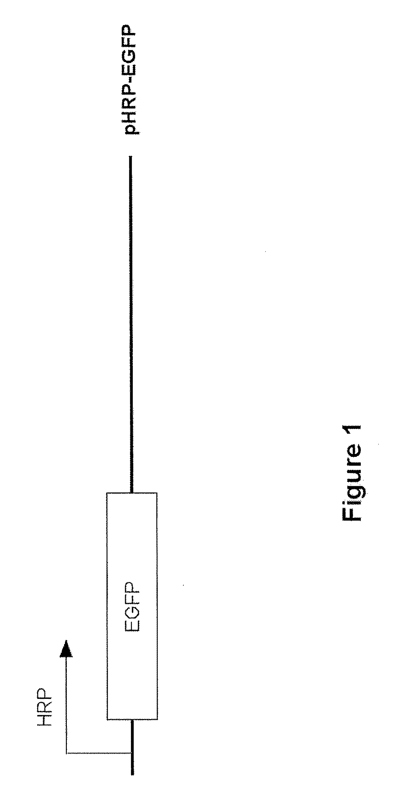 Targeted tumor therapy by use of recombinant adenovirus vectors that selectively replicate in hypoxic regions of tumors