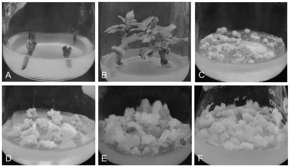 Methods for callus suspension culture and protoplast separation of camellia oleifera