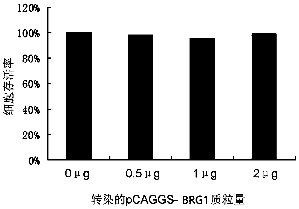 Application of chromatin remodeling complex core catalytic subunit to preparation of drug for treating or preventing hepatitis B virus infection