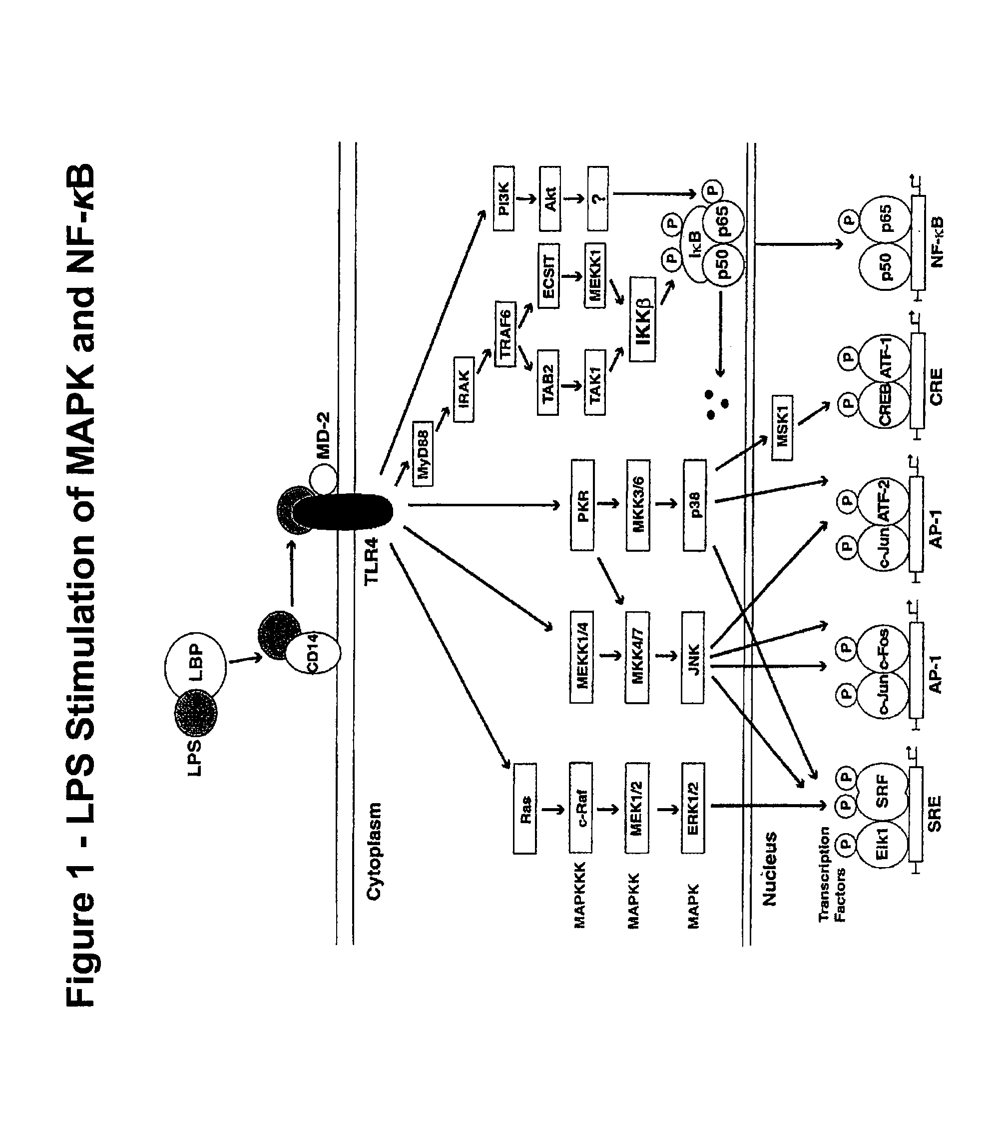 Pan-Kinase Activation and Evaluation of Signaling Pathways