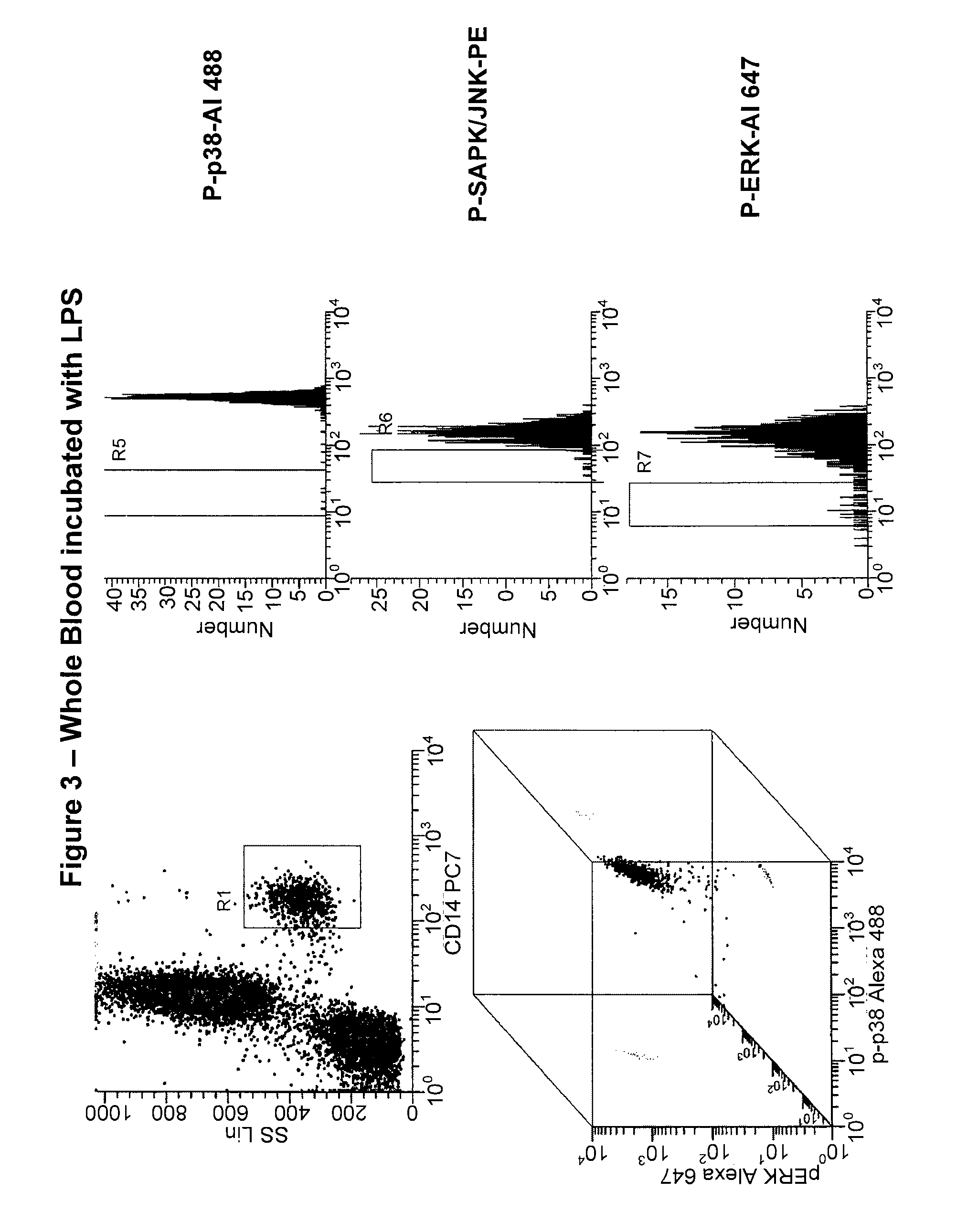 Pan-Kinase Activation and Evaluation of Signaling Pathways