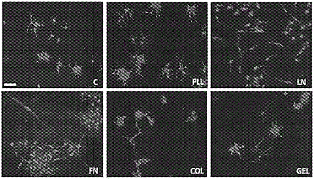 Growth matrices for stem cell propagation in vitro and in tissue regeneration