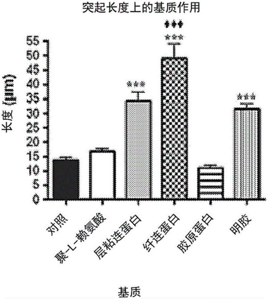 Growth matrices for stem cell propagation in vitro and in tissue regeneration