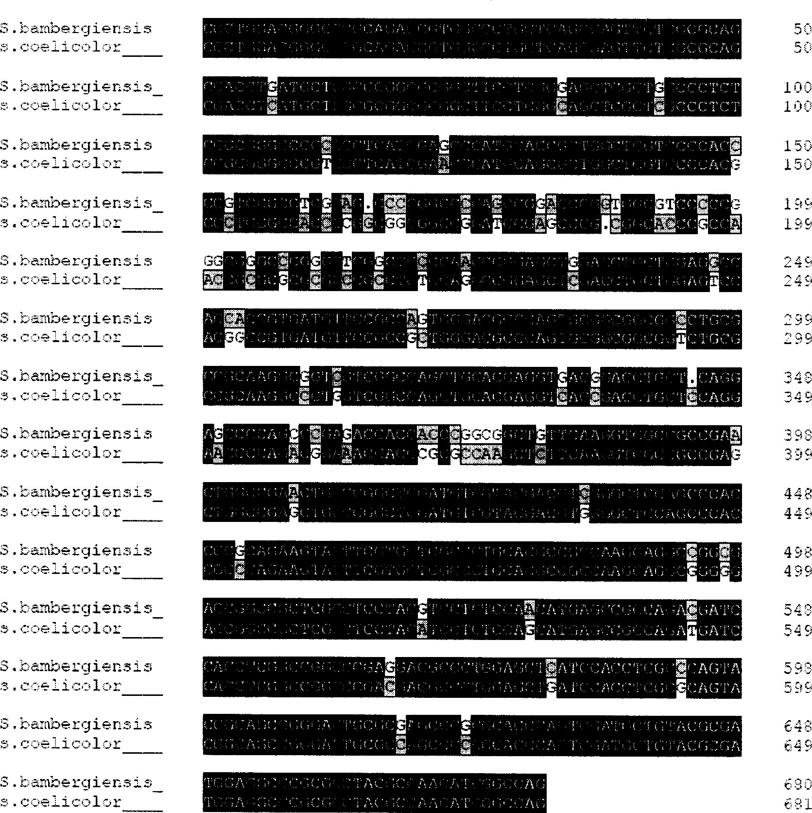 Method for improving streptomyces bambergiensis bambermycin yield and bacterial strain