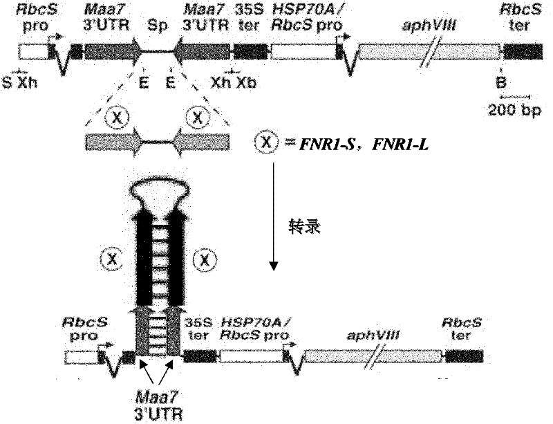 Genetic engineering chlamydomonas having increased hydrogen producing capacity and application thereof