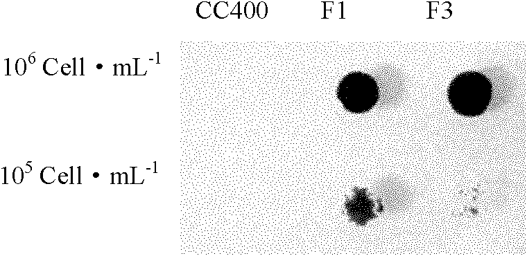 Genetic engineering chlamydomonas having increased hydrogen producing capacity and application thereof