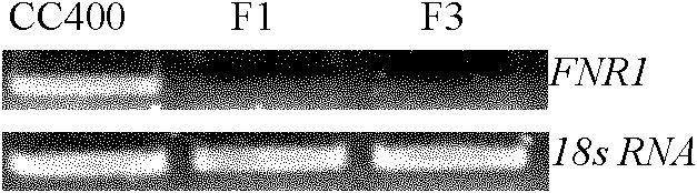 Genetic engineering chlamydomonas having increased hydrogen producing capacity and application thereof