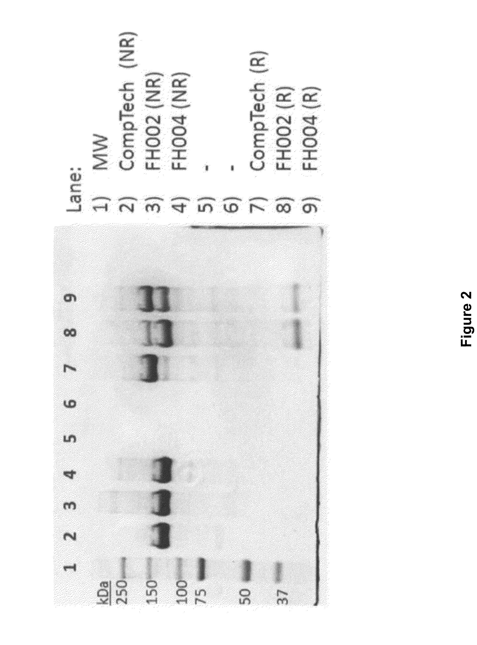 Isolation of factor h from fraction i paste