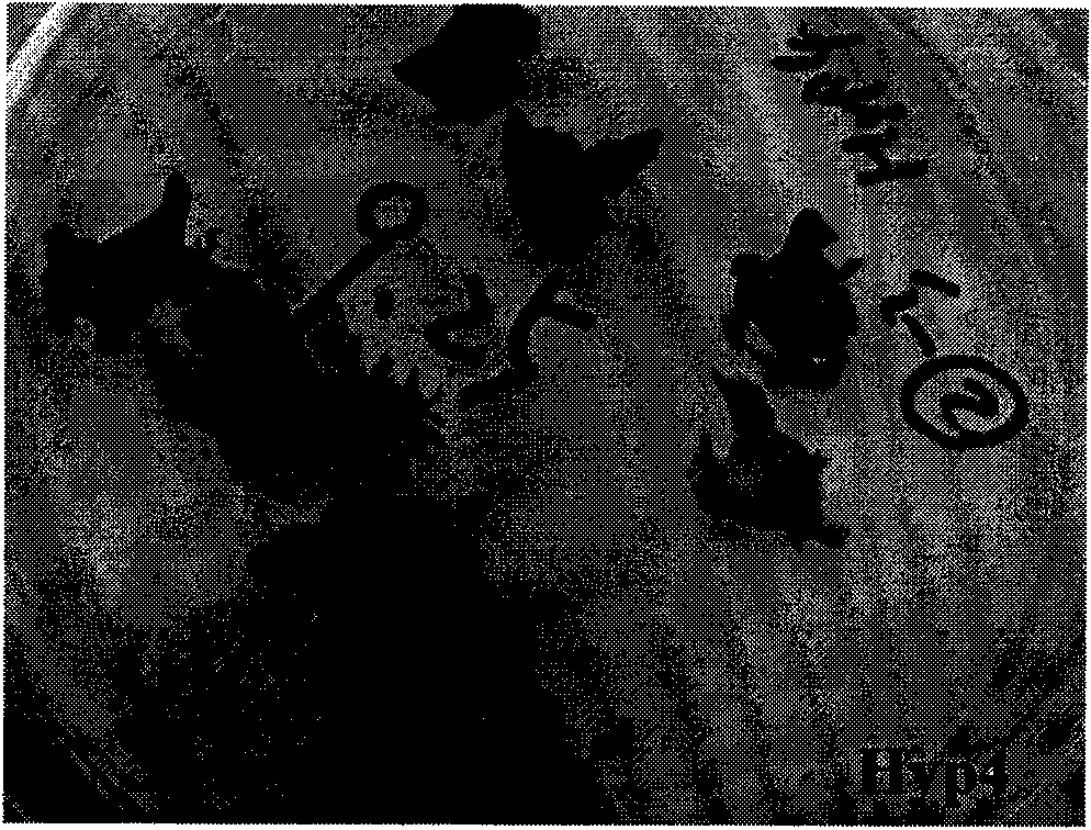 Method for isolated culturing hypericum regenerated plant