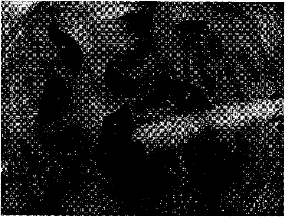 Method for isolated culturing hypericum regenerated plant