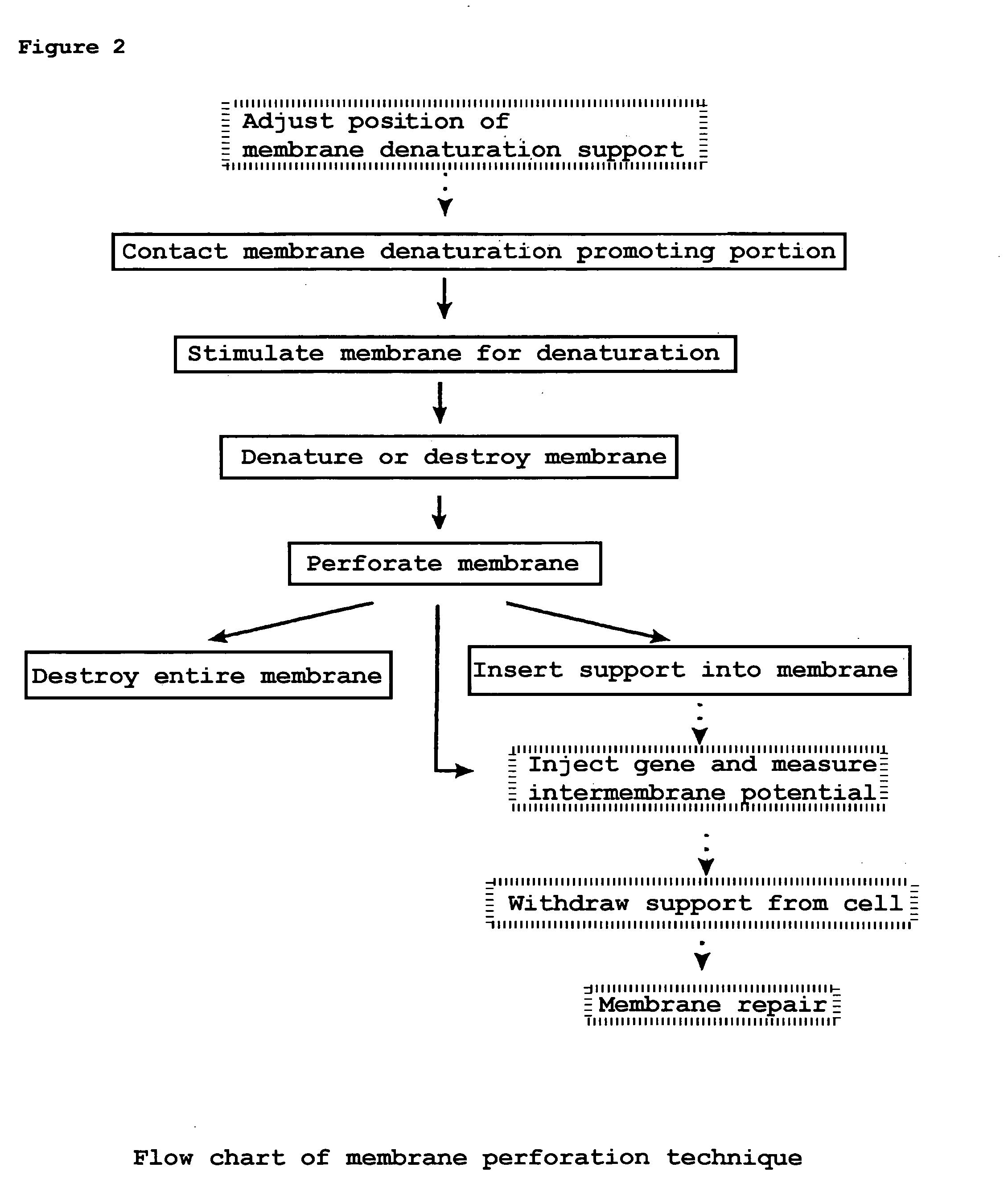 Site-specific cell perforation technique