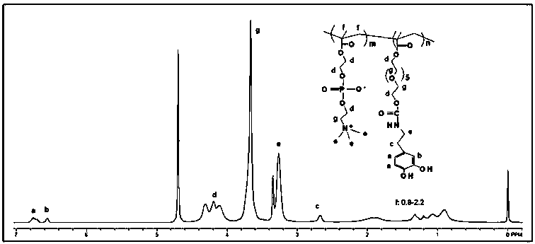 Imitation mussel attachment protein and cell membrane structure copolymer and preparation method and application thereof