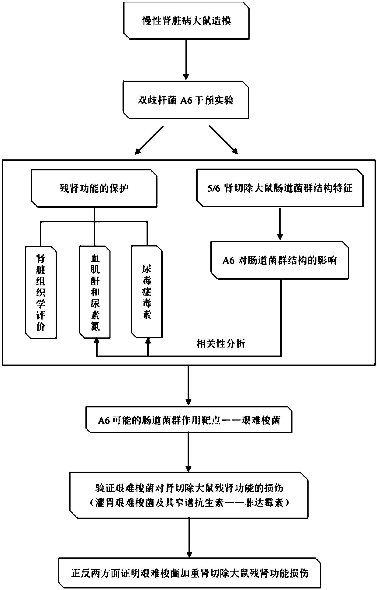 Application of bifidobacterium animalis A6 in preparation of health-care product